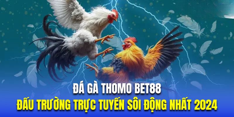 Đá gà thomo bet88